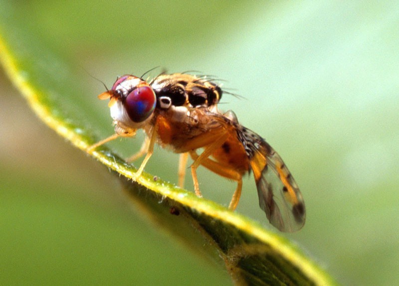 مگس مدیترانه ای