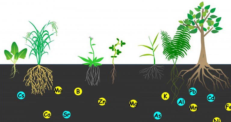 عناصر غذایی پر مصرف گیاه